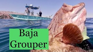 (Spearfishing BAJA): Gulf Grouper 31 pounds