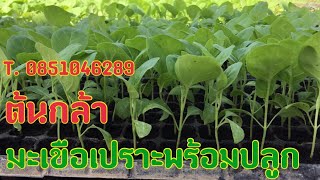 กล้าพริก กล้ามะเขือเปราะ | กล้าเกษตร47