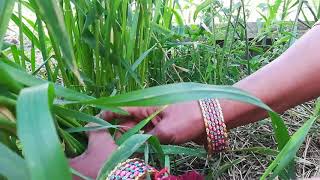 मरुभूमि में गेंहू से 59 कंसे(Tillering) जंगली पध्दति || NATURAL FARMING || NATURAL FARMING