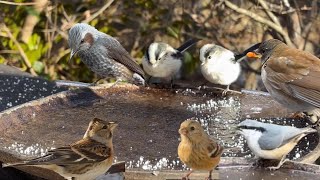 freezing water and the garden Birds | Garden birds having fun with the freeze water