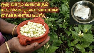 ஒரு வாரம் வரைக்கும் மல்லிகை பூவை வாடாமல் வைக்க எளிய டிப்ஸ் /how to store jasmine flower fridge