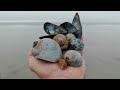 i found shells sea glass u0026 beach stones at these 2 maine locations