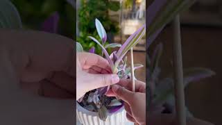 Tradescantia Nanouk #plants #propagation #garden #indoorplants #plantcare #gardening #plantas #plant