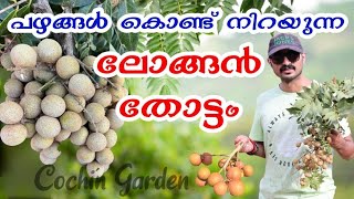 ലോങ്ങൻ തോട്ടം | Longan farm visit | Longan fruit review