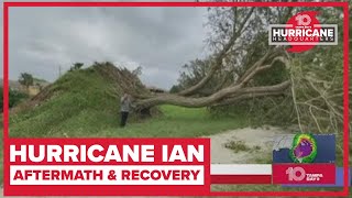 Huge tree knocked down in Sarasota by Hurricane Ian