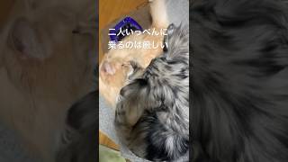 【5/17】膝の上にいっぺんに #cat #dog #サイベリアン #チワワ