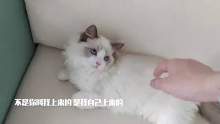 【布偶猫】三只猫的午睡时间丨铲屎官的手被当成枕头丨傲娇的清华丨爱睡的豆丁丨又大又圆的蛋蛋丨VLOG日记