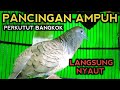 PANCINGAN JUARA PERKUTUT BANGKOK SUPER AMPUH, BIKIN YANG LAIN BUNYI CEPAT GACOR...!!!