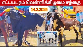 எட்டயபுரம் வெள்ளிக்கிழமை சந்தை விலை நிலவரம் ஒரிஜினல் பொட்டு குட்டி ❣️