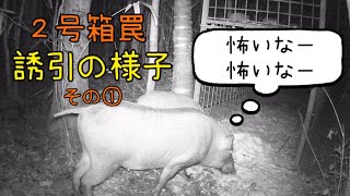 令和4年　有害鳥獣捕獲　2号箱罠【おしりの立派なお母さん】イノシシ箱罠　boartrap