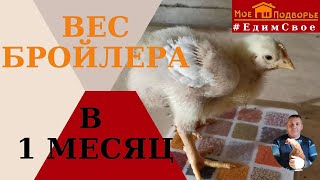 Вес бройлера в 14 дней и в 1 месяц. \