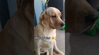 Cute 🥰 Chor Dekho 😂||My Sweet Cherry 🍒||#shorts #trending #labrador #funny #pets #youtubeshorts