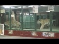 アムールトラの同居~amur tiger the mating season