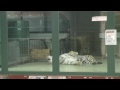 アムールトラの同居~amur tiger the mating season