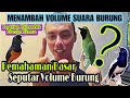 INI DIA LOGIKANYA 🔴 PEMAHAMAN DASAR MENAMBAH VOLUME SUARA BURUNG KICAU, MURAI, KACER, CENDET, DLL