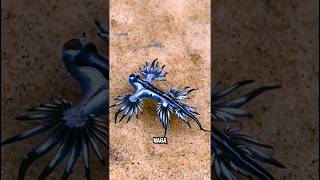 Keajaiban Laut Blue Dragon #bluedragon #shorts #shortvideo  #youtubeshorts #youtubeshorts #youtube