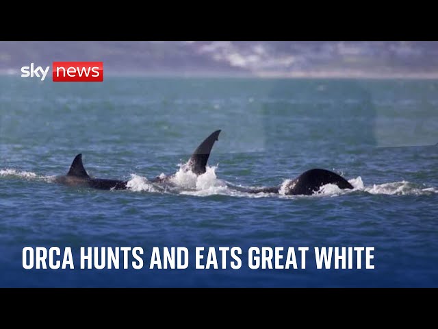 Orca Attacks Great White Shark