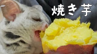 Bushbaby おさるも虜❤️焼き芋キター🍠