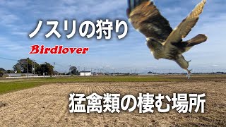 ノスリの狩り / Eastern Buzzard