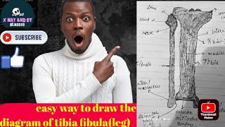 HOW TO DRAW THE DIAGRAM OF FIBULA AND TIBIA @drradiology786