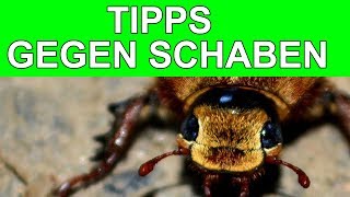 TIPPS GEGEN SCHABEN IN DER KÜCHE 2017