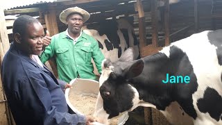 A TEACHER; How I Earn ksh 1MILLION+ P.a  on a 50x50 square feet of Space from Dairy Farming #dairy