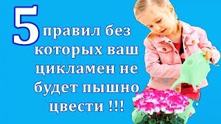 5 правил без которых ваш цикламен не будет пышно цвести !!!