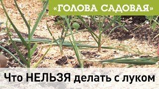 Голова садовая - Что НЕЛЬЗЯ делать с луком