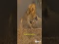 the lion bit the cheetah s head雄獅咬住了獵豹腦袋 野生動物 nature 獅子 lion wildlife