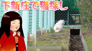 【散策】下新庄の中の島公園周辺で猫さがし🐈✨