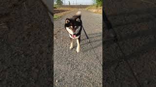 ニコニコしながらしぶしぶ歩く黒柴犬ゴン太 #shorts