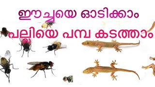 ഈച്ചയെയും പല്ലിയെയും ഇനി അനായാസം ഓടിക്കാം | how to get free our home from home fly and lizard