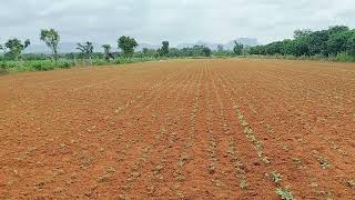 2 acre 8 gunt agriculture farm land for sale.