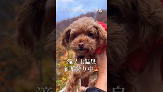 岩手県滝ノ上温泉紅葉狩り中🐶 #ショート #トイプードル #紅葉