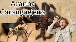 Aranha Caranguejeira e perigosa?