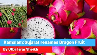 Kamalam: Gujarat renames Dragon Fruit