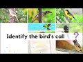 identify the birds call part i common indian birds call