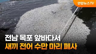 전남 목포 앞바다서 새끼 전어 수만 마리 폐사 / 연합뉴스TV (YonhapnewsTV)