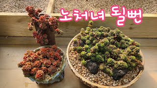 23.1.9.리틀잼다육이 낮은분에 분갈이해요.순둥순둥