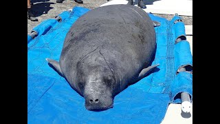 The rescue, rehab, and release of manatee Siesta \u0026 her calf Key