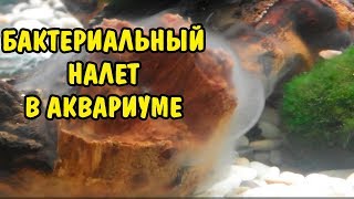 БАКТЕРИАЛЬНЫЙ НАЛЕТ В АКВАРИУМЕ. КАК БОРОТЬСЯ. BACTERIAL PLAQUE IN THE AQUARIUM. HOW TO FIGHT.