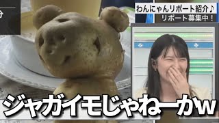 【駒木結衣】犬猫リポートなのにジャガイモ送ってくる視聴者www