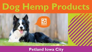 Hemp Products \u0026 Benefits For Dogs  🐩