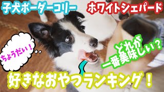 ホワイトシェパードと子犬ボーダーコリーに好きなおやつ聞いてみた！