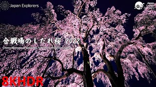 合戦場のしだれ桜 ライトアップ 2022 Cherry Blossoms at Kassenba 8KHDR