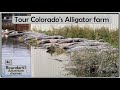 Colorado Gators farm tour