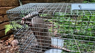 Auburn student researchers studying armadillos in Mobile County need your help