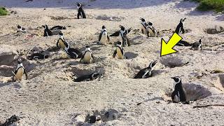 Why Are There Penguins in Africa? The Answer is Terrifying.