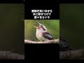 大爆笑している鳥ワライカワセミの秘密🤫暴露します🔥