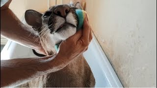 Моем пуму после речки. Bathed a Cougar after the river